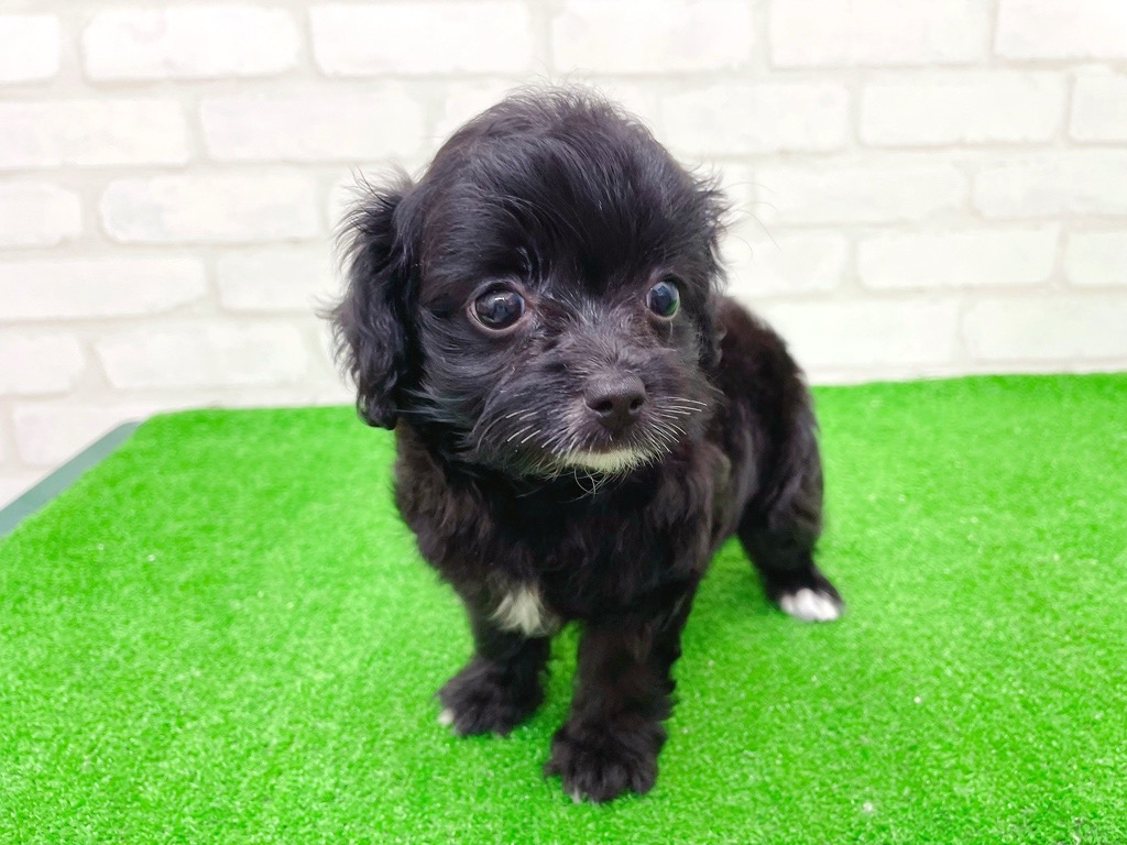 東京都のチワプー/プーチー(チワワ×プードル) (かねだい立川店/2025年8月31日生まれ/女の子/ブラックホワイト)の子犬の3枚目の画像