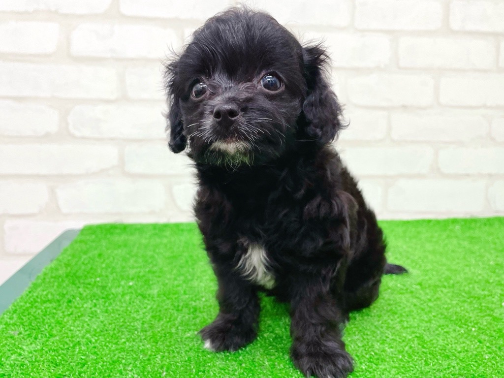 東京都のチワプー/プーチー(チワワ×プードル) (かねだい立川店/2025年8月31日生まれ/女の子/ブラックホワイト)の子犬の4枚目の画像