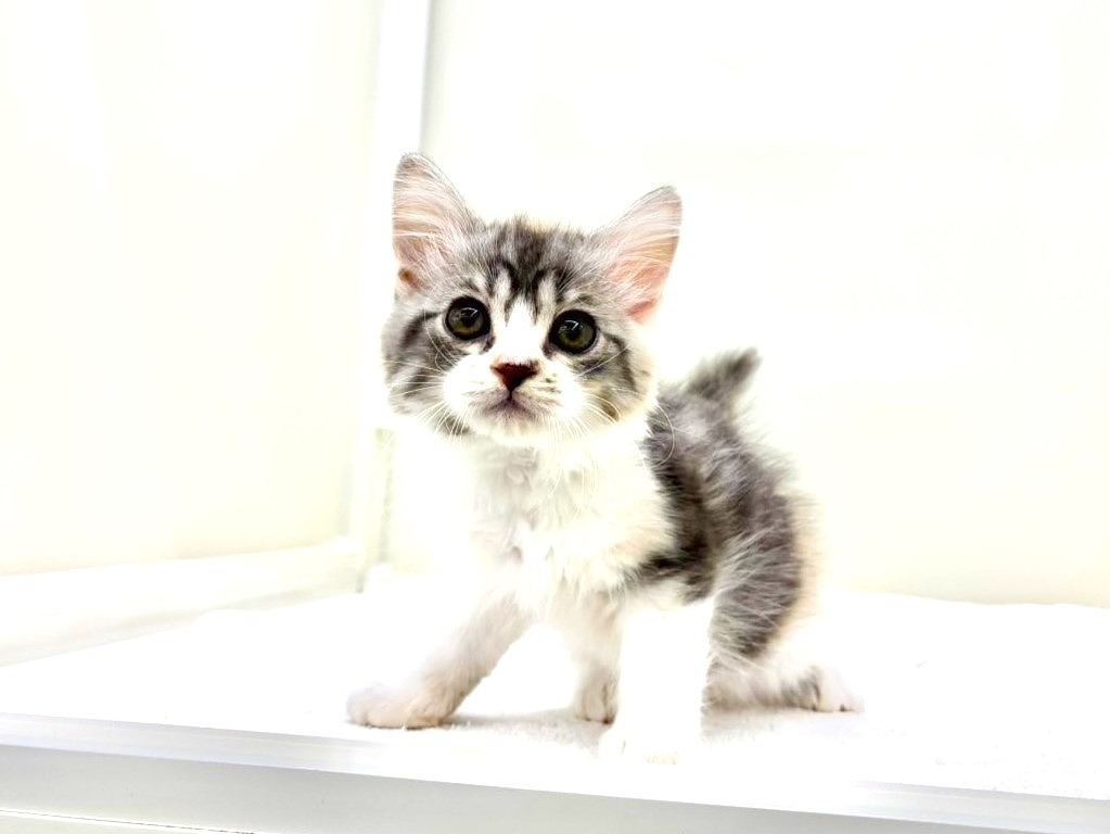 2025年8月29日生まれのミヌエットの1枚目の写真