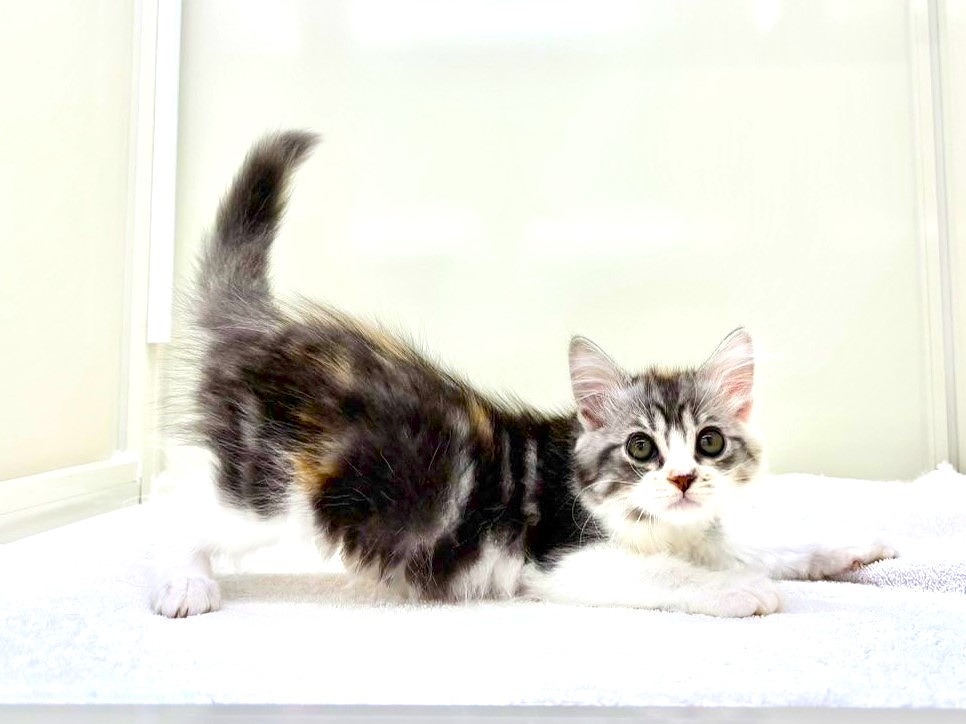 2025年8月29日生まれのミヌエットの2枚目の写真