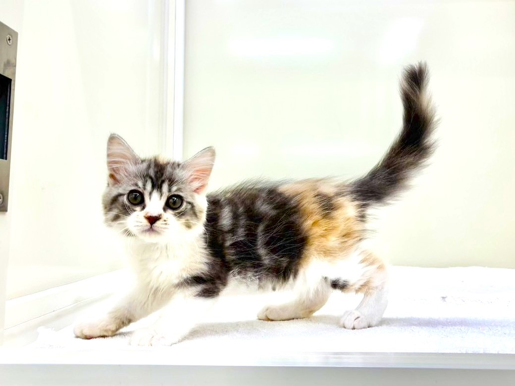 2025年8月29日生まれのミヌエットの3枚目の写真