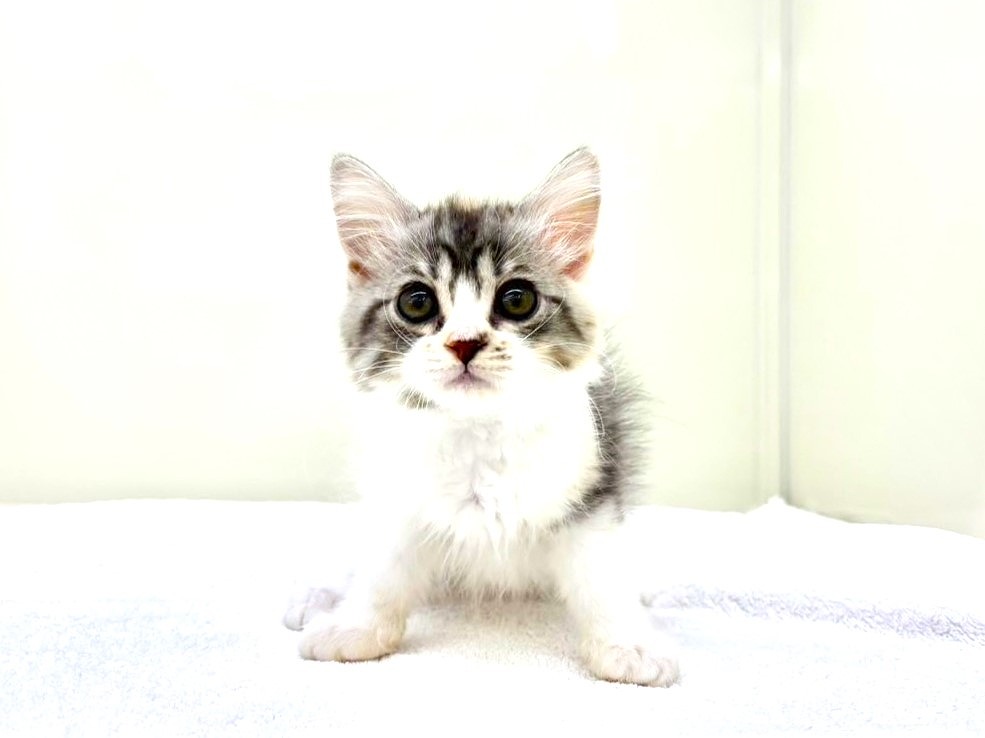 2025年8月29日生まれのミヌエットの4枚目の写真