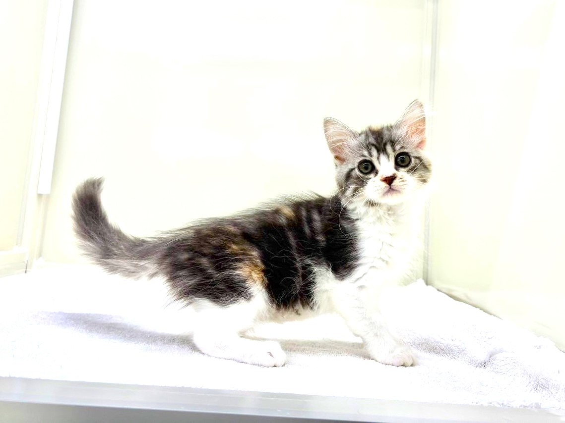 2025年8月29日生まれのミヌエットの5枚目の写真