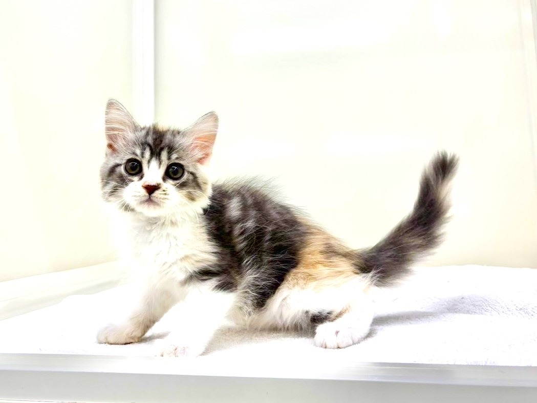 2025年8月29日生まれのミヌエットの6枚目の写真