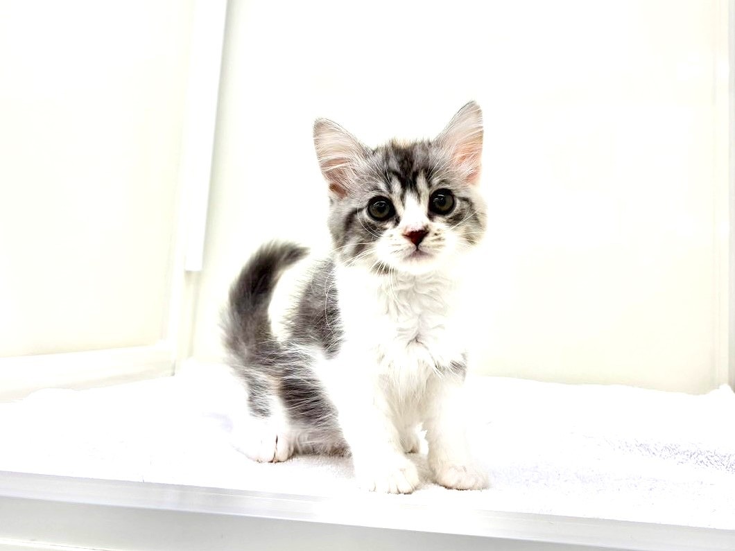 2025年8月29日生まれのミヌエットの7枚目の写真