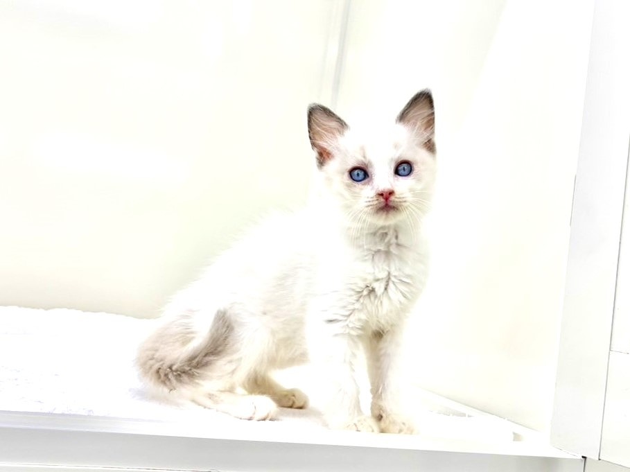 東京都のラグドール (かねだい本町田店/2025年8月29日生まれ/女の子/ブルーポイントバイカラー)の子猫の1枚目の画像