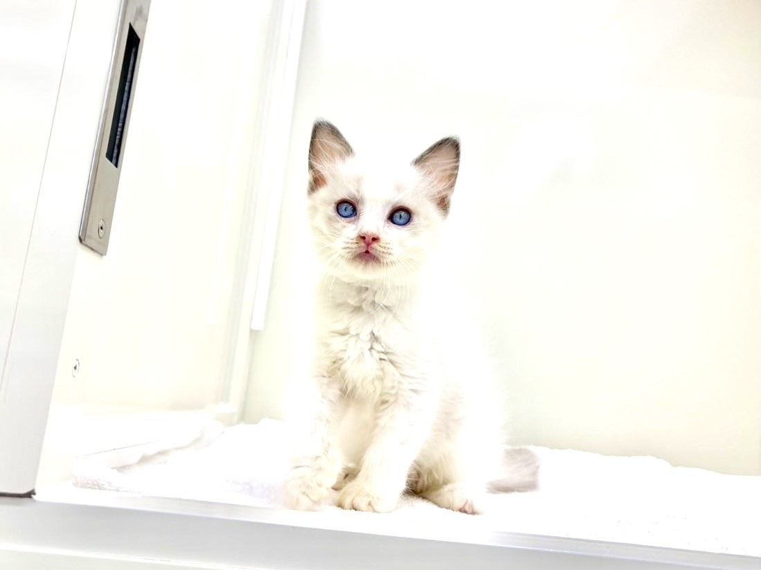 東京都のラグドール (かねだい本町田店/2025年8月29日生まれ/女の子/ブルーポイントバイカラー)の子猫の2枚目の画像