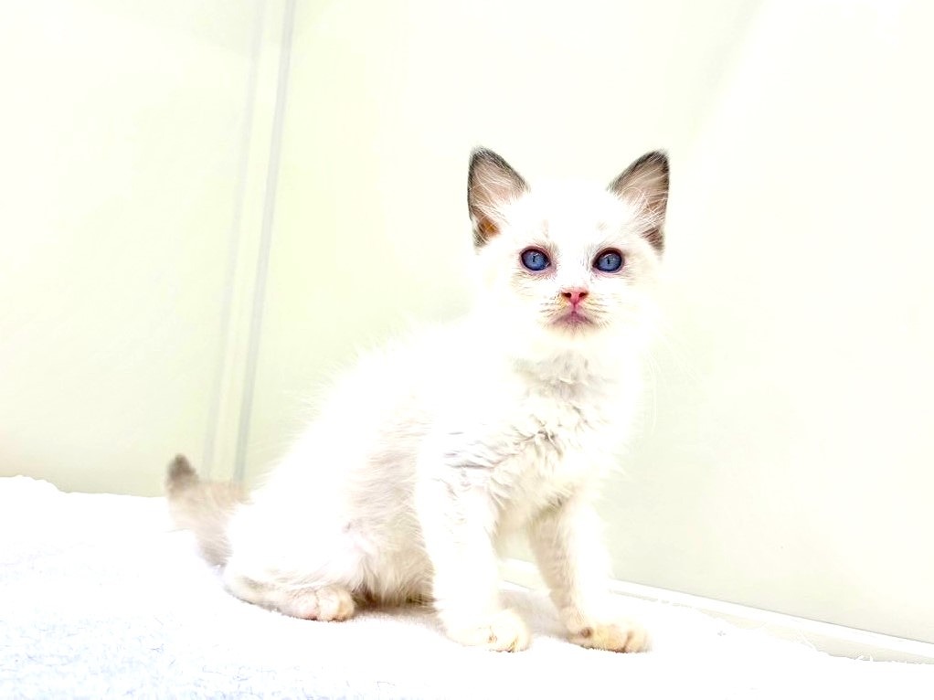 東京都のラグドール (かねだい本町田店/2025年8月29日生まれ/女の子/ブルーポイントバイカラー)の子猫の3枚目の画像