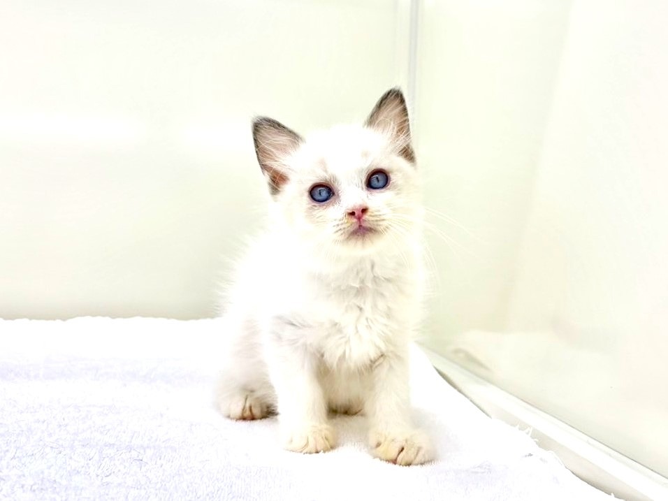東京都のラグドール (かねだい本町田店/2025年8月29日生まれ/女の子/ブルーポイントバイカラー)の子猫の4枚目の画像