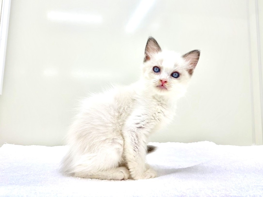 2025年8月29日生まれのラグドールの5枚目の写真