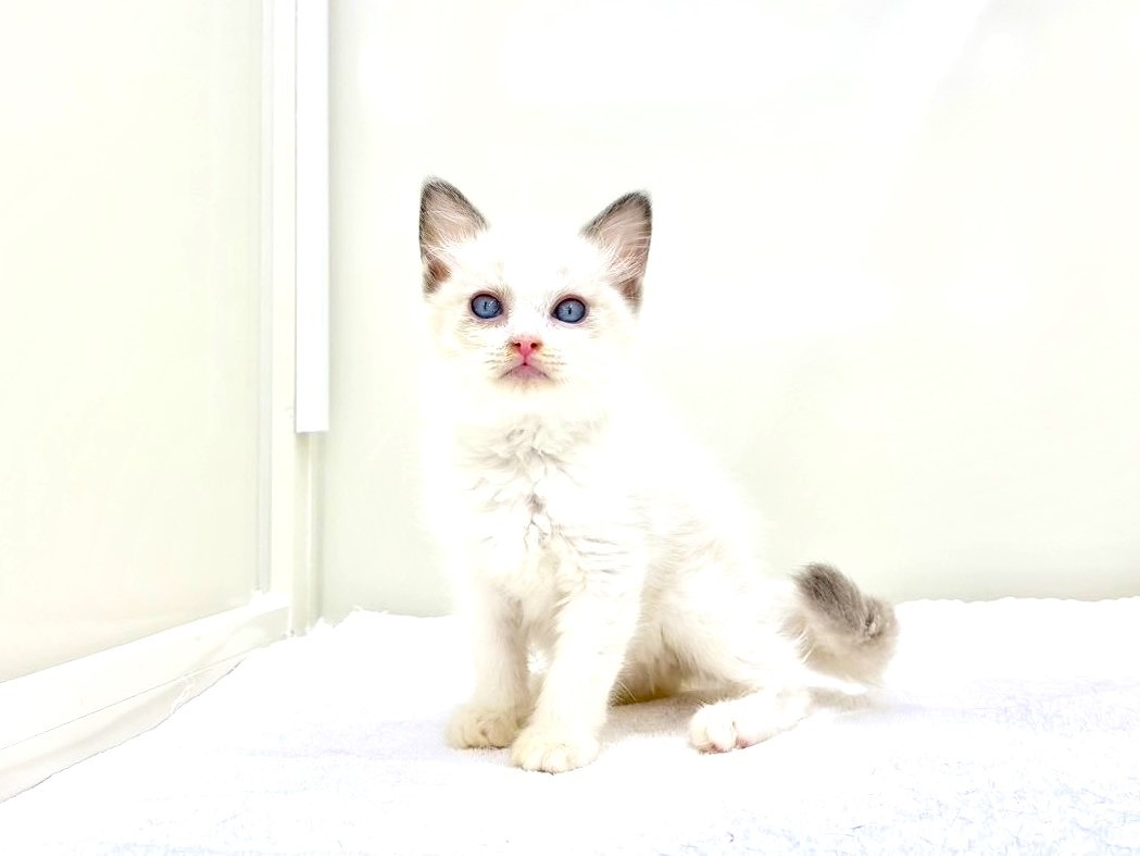 2025年8月29日生まれのラグドールの6枚目の写真