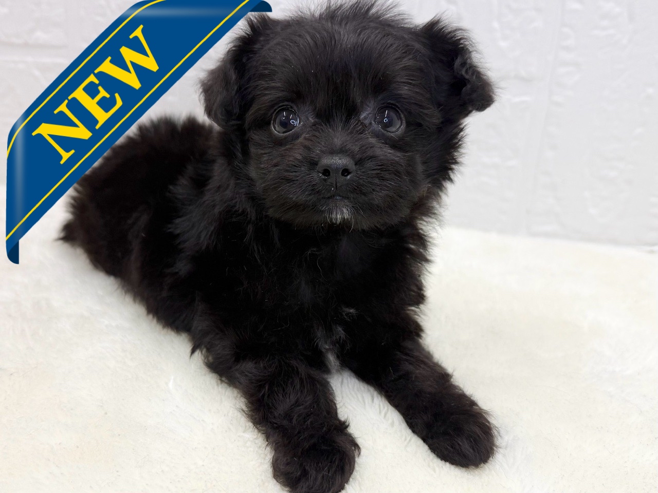 2025年8月20日生まれのチワプー/プーチー(チワワ×プードル)の1枚目の写真