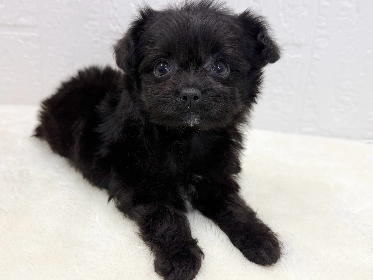 2025年8月20日生まれのチワプー/プーチー(チワワ×プードル)の2枚目の写真