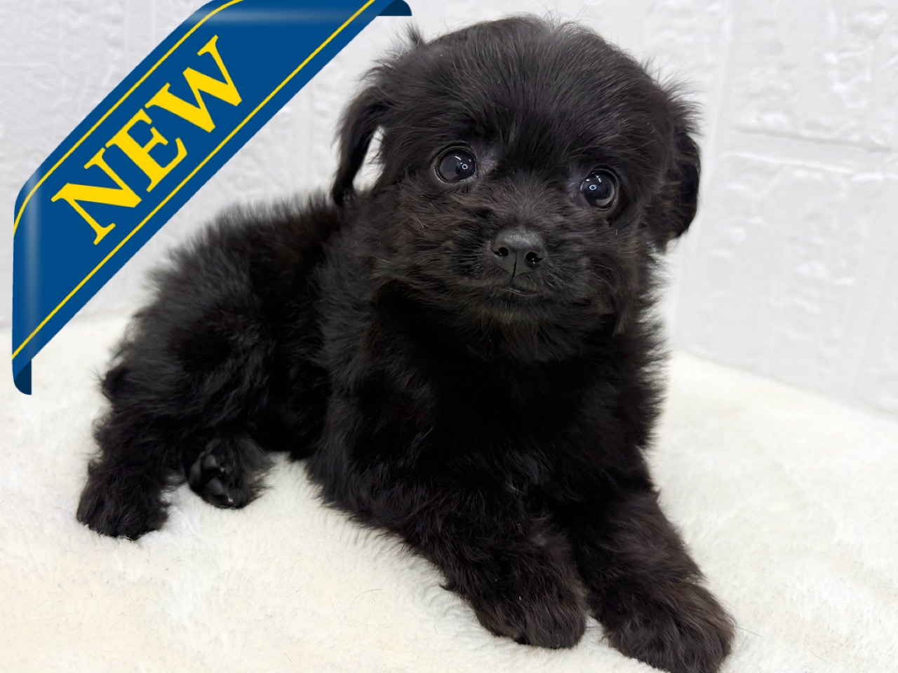 東京都のチワプー/プーチー(チワワ×プードル) (かねだい青梅店/2025年8月20日生まれ/男の子/ブラックホワイト)の子犬の1枚目の画像