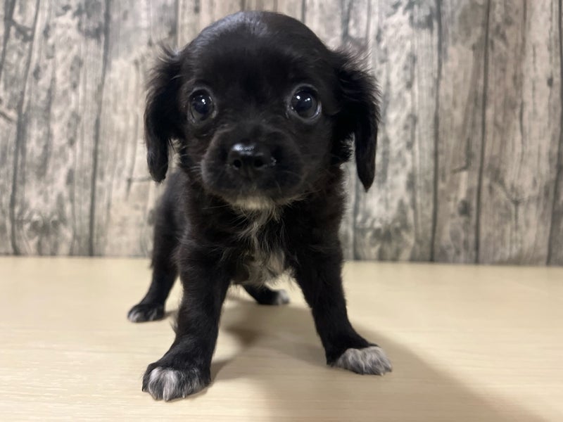 埼玉県のチワプー/プーチー(チワワ×プードル) (かねだいアクアパーク店/2025年8月20日生まれ/女の子/ブラックホワイト)の子犬