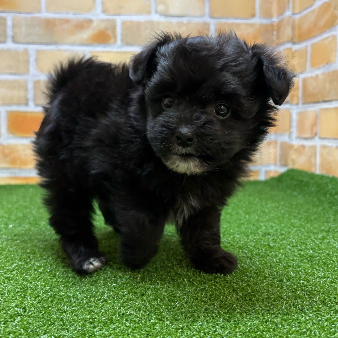 神奈川県のポメプー(ポメラニアン×プードル) (かねだい横浜店/2025年8月27日生まれ/男の子/ブラックホワイト)の子犬の2枚目の画像