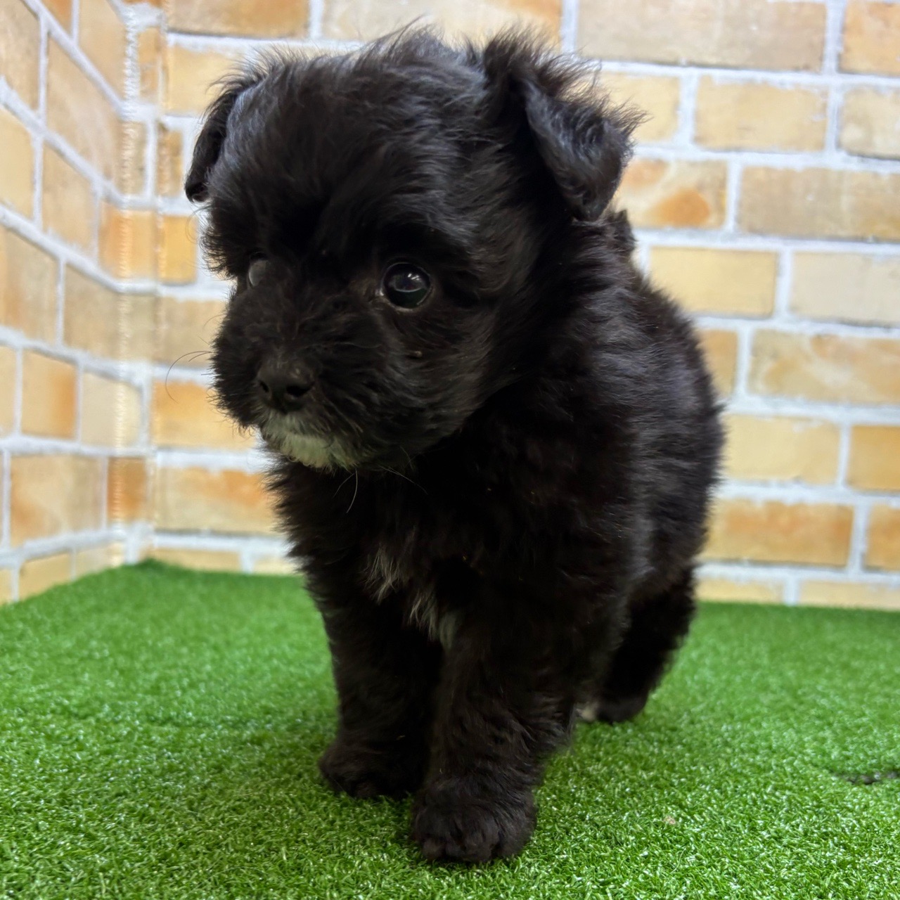 神奈川県のポメプー(ポメラニアン×プードル) (かねだい横浜店/2025年8月27日生まれ/男の子/ブラックホワイト)の子犬の3枚目の画像