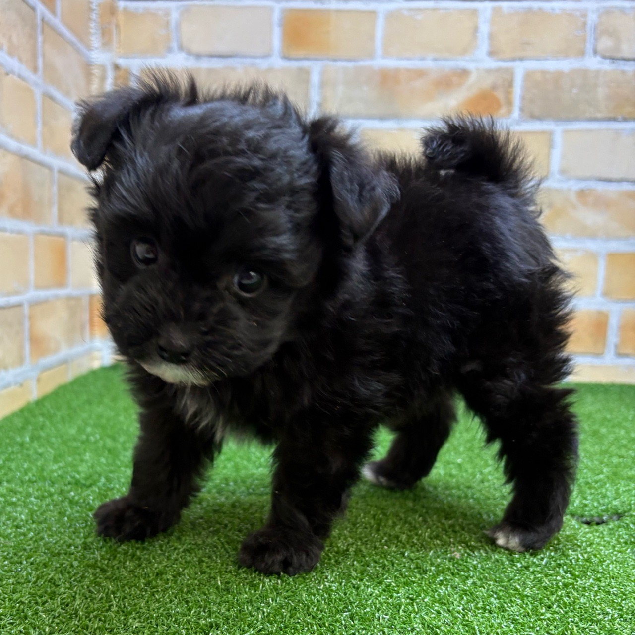 神奈川県のポメプー(ポメラニアン×プードル) (かねだい横浜店/2025年8月27日生まれ/男の子/ブラックホワイト)の子犬の4枚目の画像