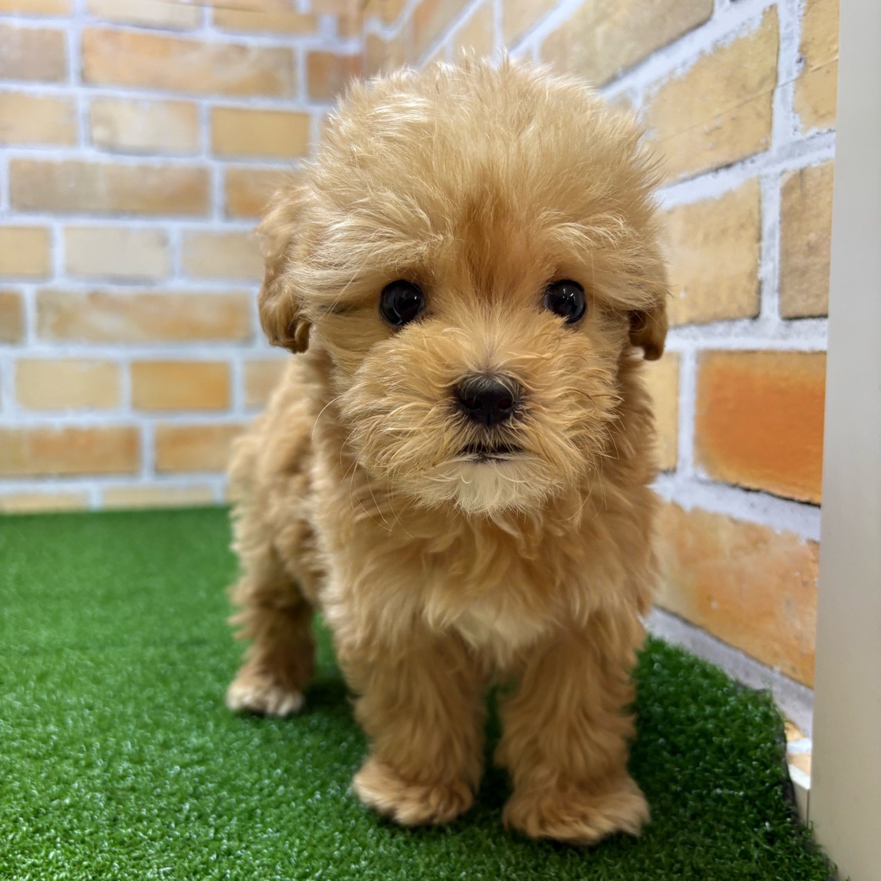 神奈川県のマルプー(マルチーズ×プードル) (かねだい横浜店/2025年8月30日生まれ/男の子/アプリコット)の子犬の1枚目の画像