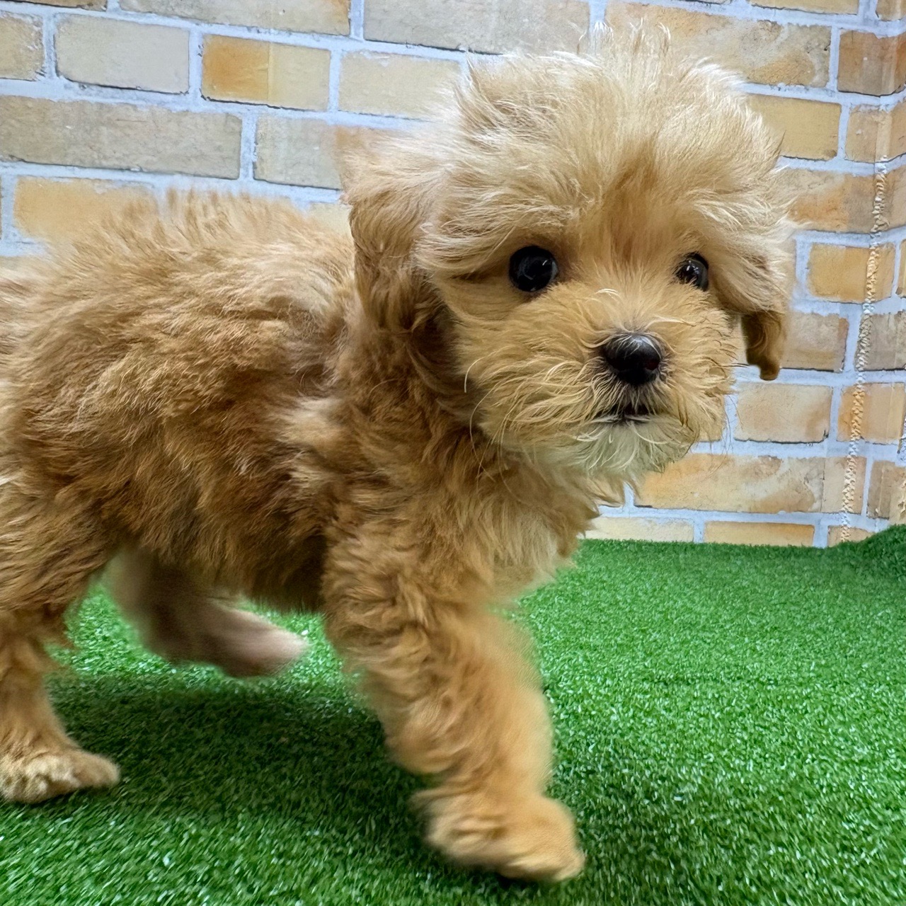 神奈川県のマルプー(マルチーズ×プードル) (かねだい横浜店/2025年8月30日生まれ/男の子/アプリコット)の子犬の2枚目の画像