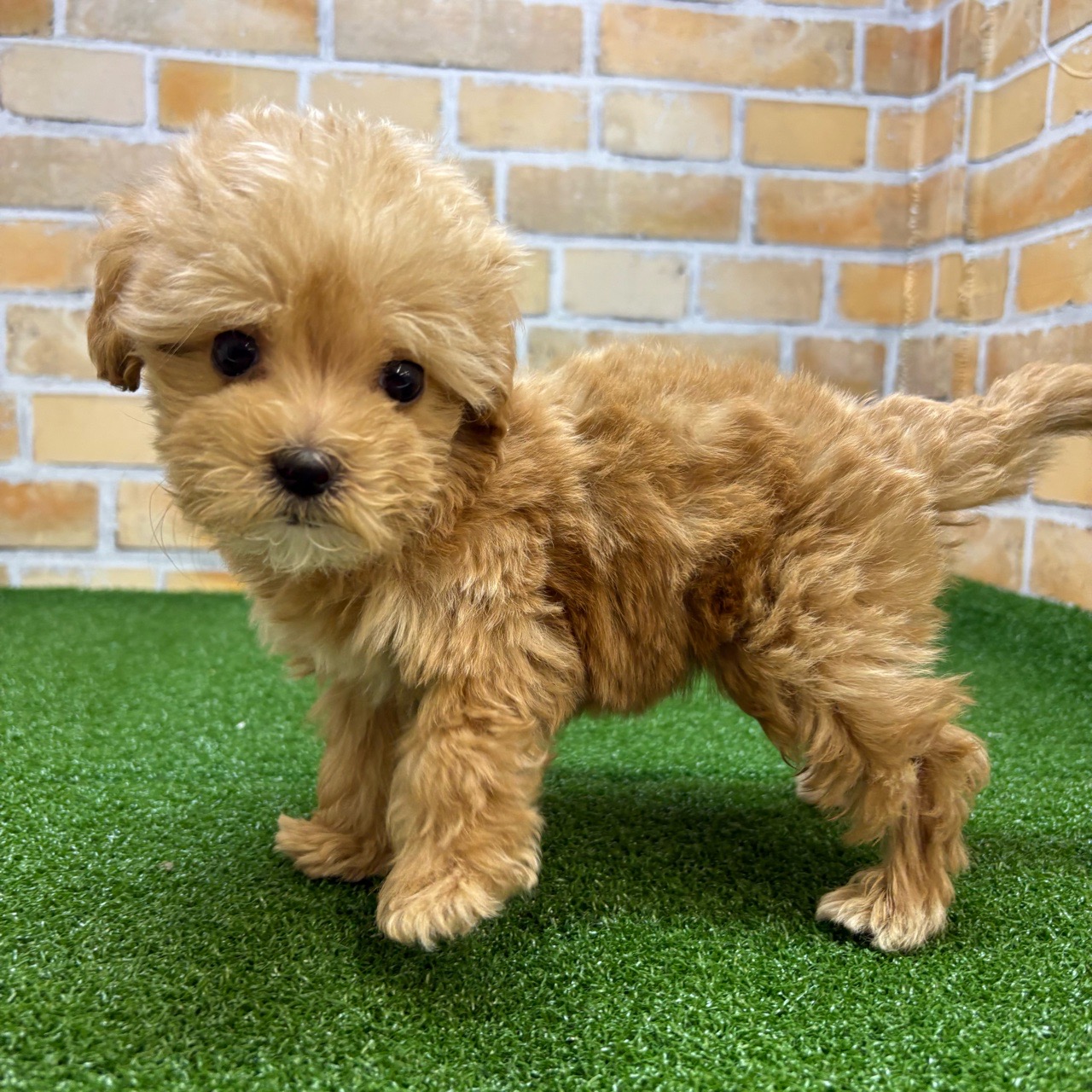 神奈川県のマルプー(マルチーズ×プードル) (かねだい横浜店/2025年8月30日生まれ/男の子/アプリコット)の子犬の3枚目の画像