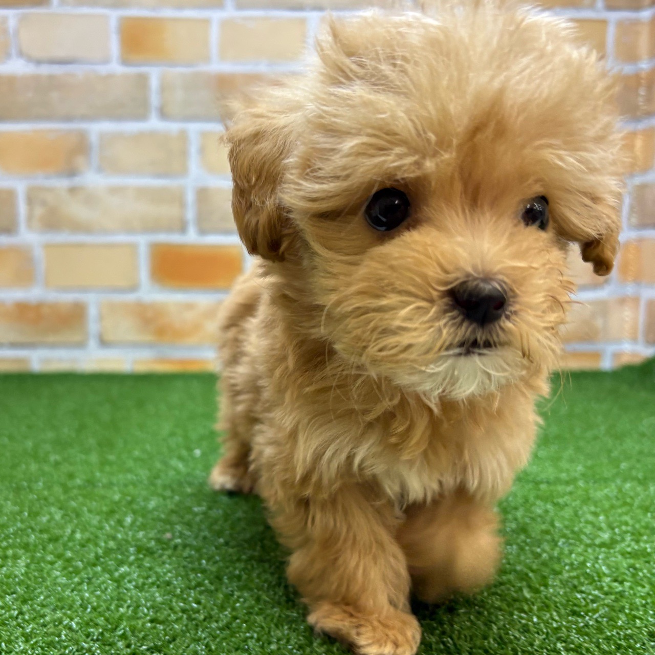 神奈川県のマルプー(マルチーズ×プードル) (かねだい横浜店/2025年8月30日生まれ/男の子/アプリコット)の子犬の4枚目の画像