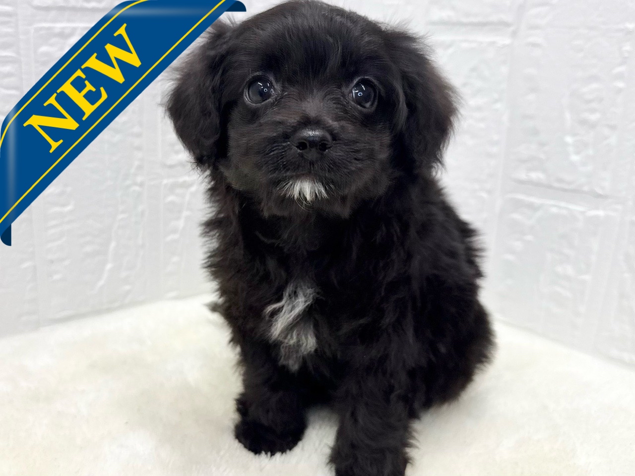 2025年8月20日生まれのチワプー/プーチー(チワワ×プードル)の1枚目の写真