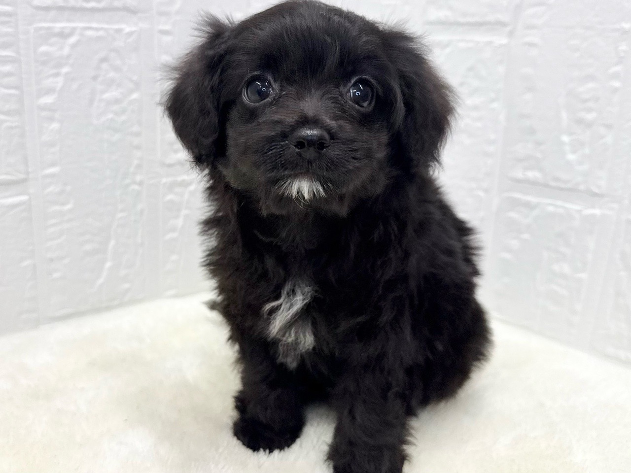 2025年8月20日生まれのチワプー/プーチー(チワワ×プードル)の2枚目の写真