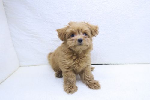 神奈川県のチワプー/プーチー(チワワ×プードル) (かねだい海老名店/2025年8月25日生まれ/男の子/レッド)の子犬