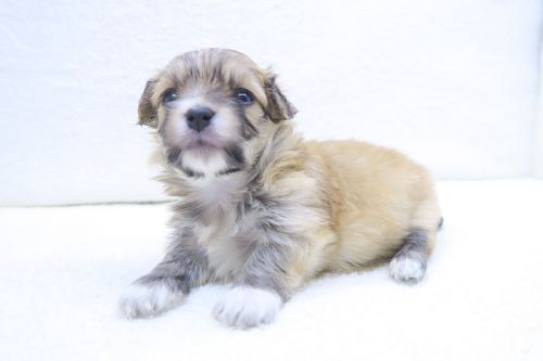 神奈川県のチワマル/マルチワ(チワワ×マルチーズ) (かねだい海老名店/2025年8月30日生まれ/女の子/レッド)の子犬