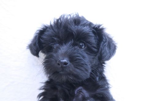 神奈川県のヨープー(ヨークシャーテリア×プードル) (かねだい海老名店/2025年8月27日生まれ/女の子/ブラック)の子犬