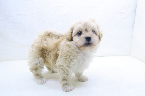 神奈川県のペキプー(ペキニーズ×プードル) (かねだい海老名店/2025年8月31日生まれ/男の子/アプリコット)の子犬