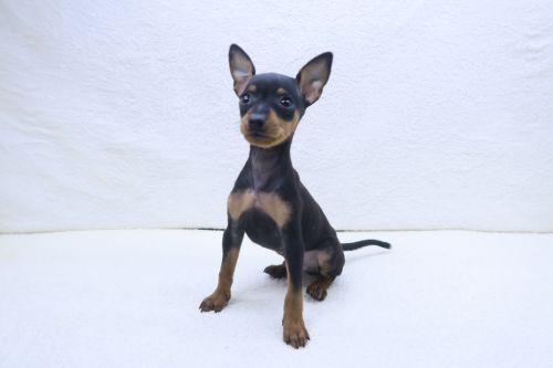 神奈川県のミニチュアピンシャー (かねだい海老名店/2025年8月28日生まれ/男の子/ブラックタン)の子犬