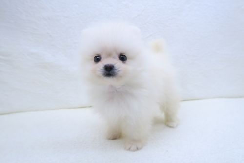 神奈川県のポメマル/マルポメ(ポメラニアン×マルチーズ) (かねだい海老名店/2025年8月30日生まれ/男の子/ホワイト)の子犬