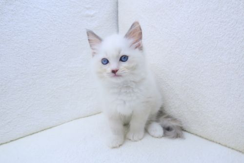 神奈川県のラグドール (かねだい海老名店/2025年8月30日生まれ/女の子/ブルーポイントバイカラー)の子猫