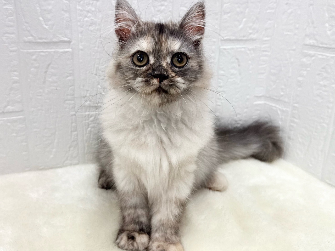 東京都のミヌエット (かねだい青梅店/2025年7月2日生まれ/女の子/シルバーパッチドタビー)の子猫の1枚目の画像