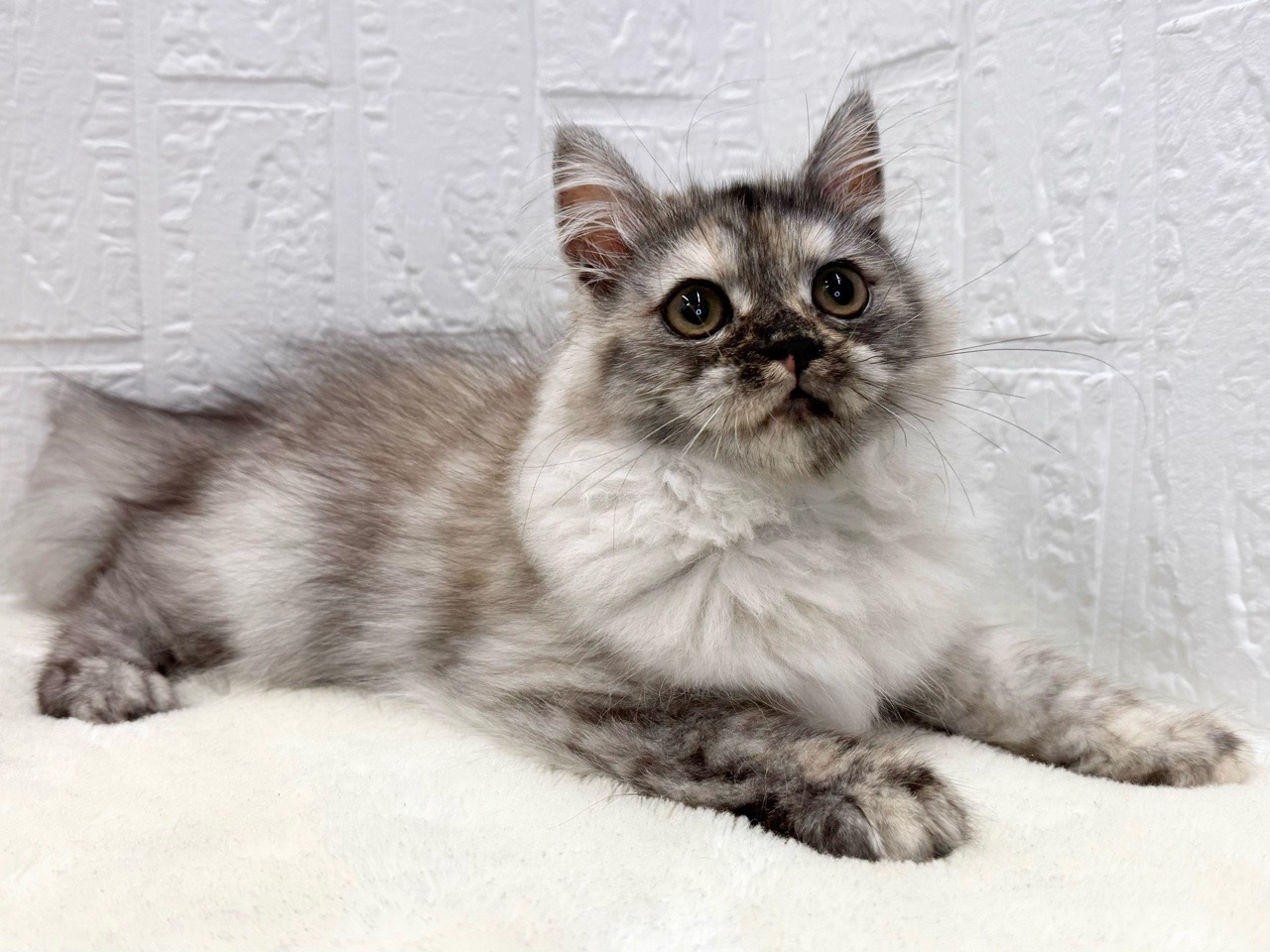 東京都のミヌエット (かねだい青梅店/2025年7月2日生まれ/女の子/シルバーパッチドタビー)の子猫の2枚目の画像