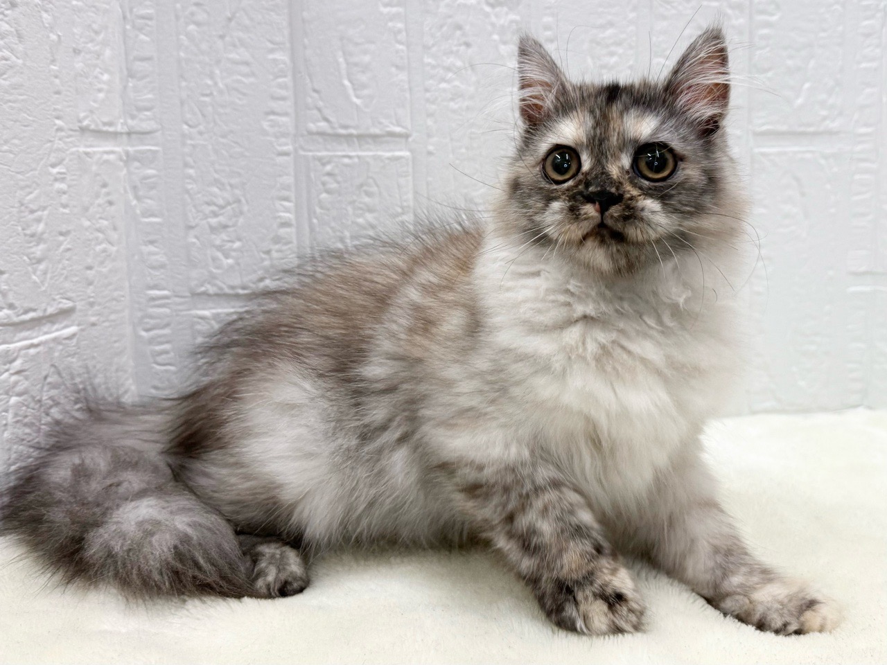 東京都のミヌエット (かねだい青梅店/2025年7月2日生まれ/女の子/シルバーパッチドタビー)の子猫の3枚目の画像