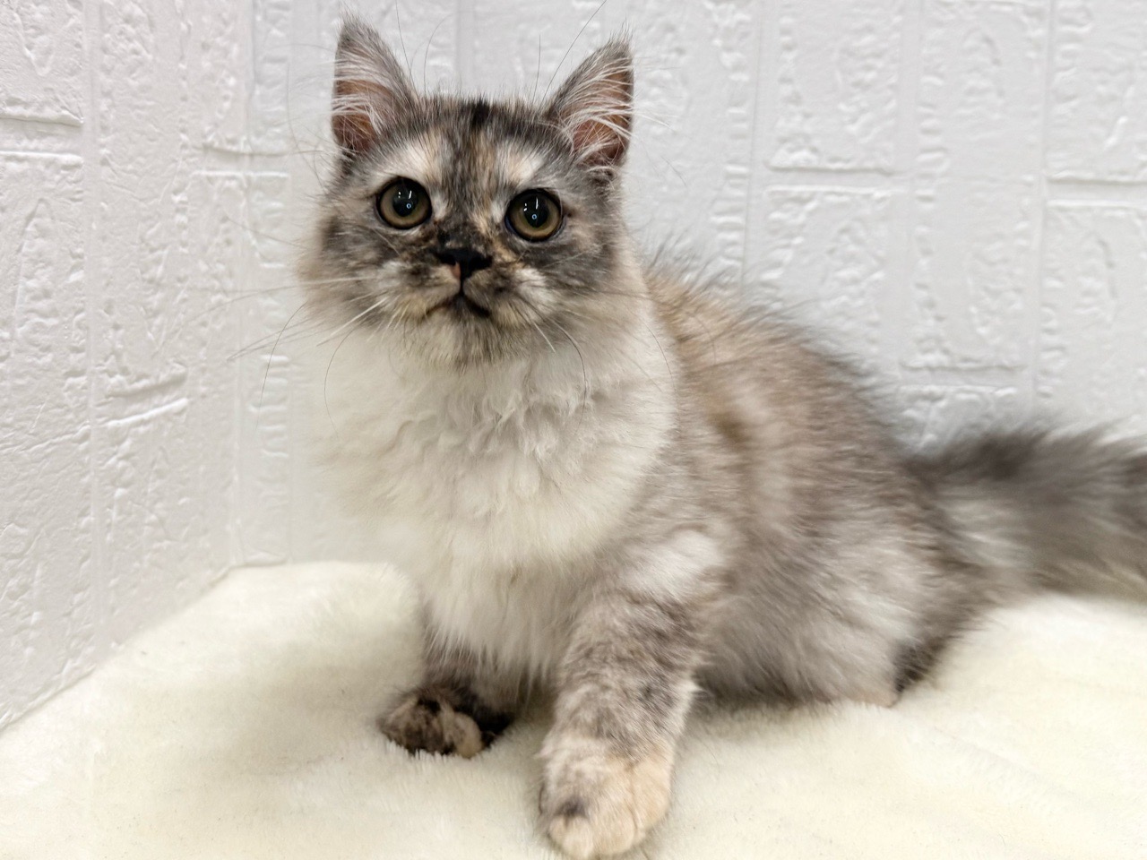 東京都のミヌエット (かねだい青梅店/2025年7月2日生まれ/女の子/シルバーパッチドタビー)の子猫の4枚目の画像