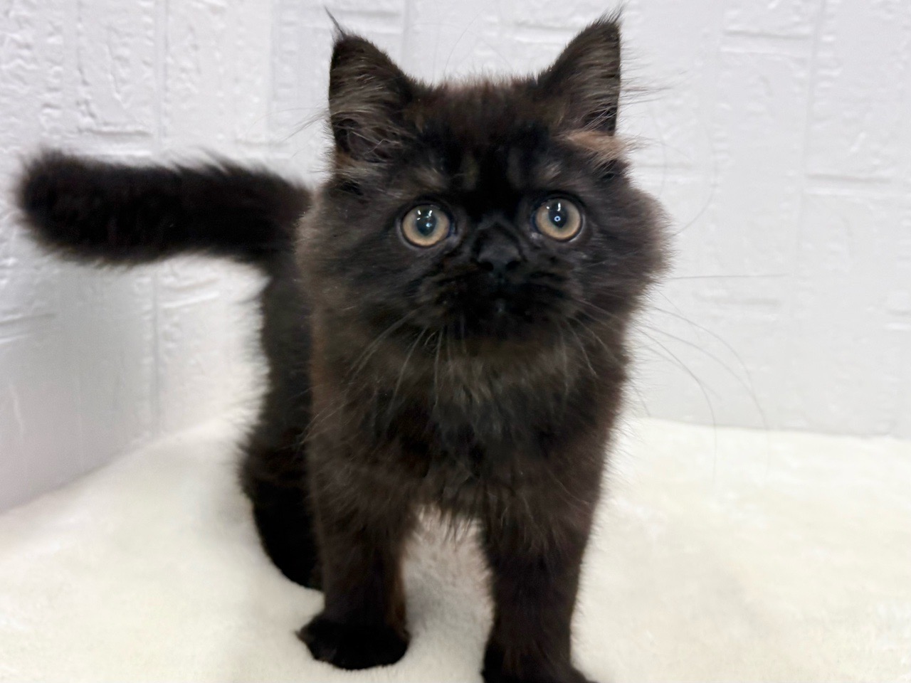 東京都のミヌエット (かねだい青梅店/2025年7月15日生まれ/男の子/ブラック)の子猫の1枚目の画像