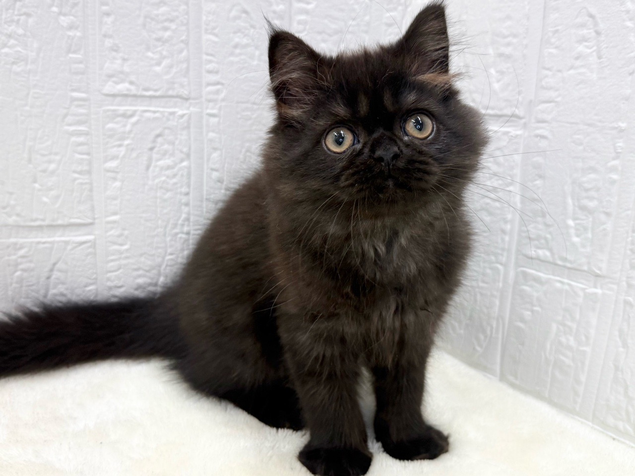 東京都のミヌエット (かねだい青梅店/2025年7月15日生まれ/男の子/ブラック)の子猫の2枚目の画像