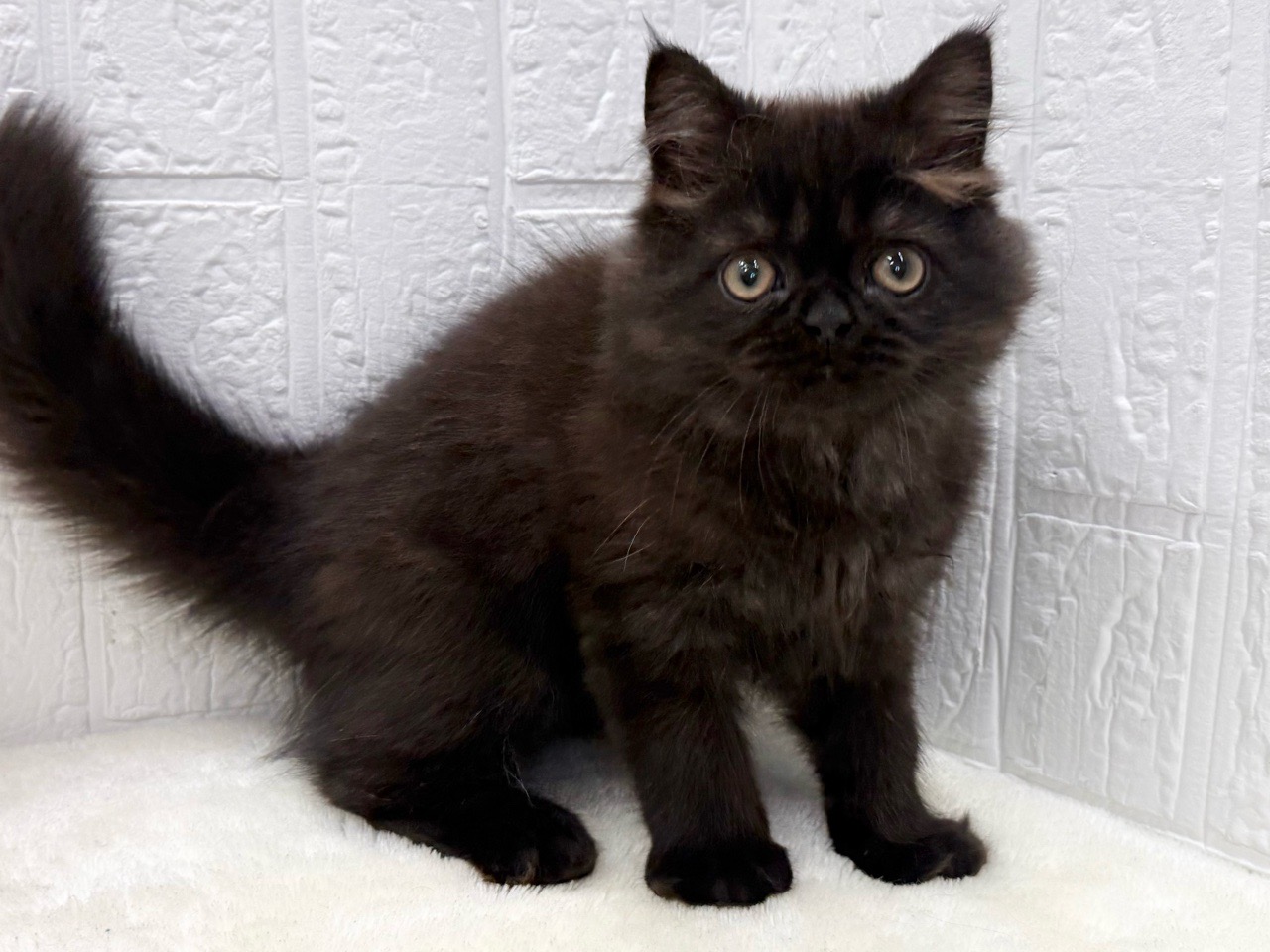 東京都のミヌエット (かねだい青梅店/2025年7月15日生まれ/男の子/ブラック)の子猫の3枚目の画像