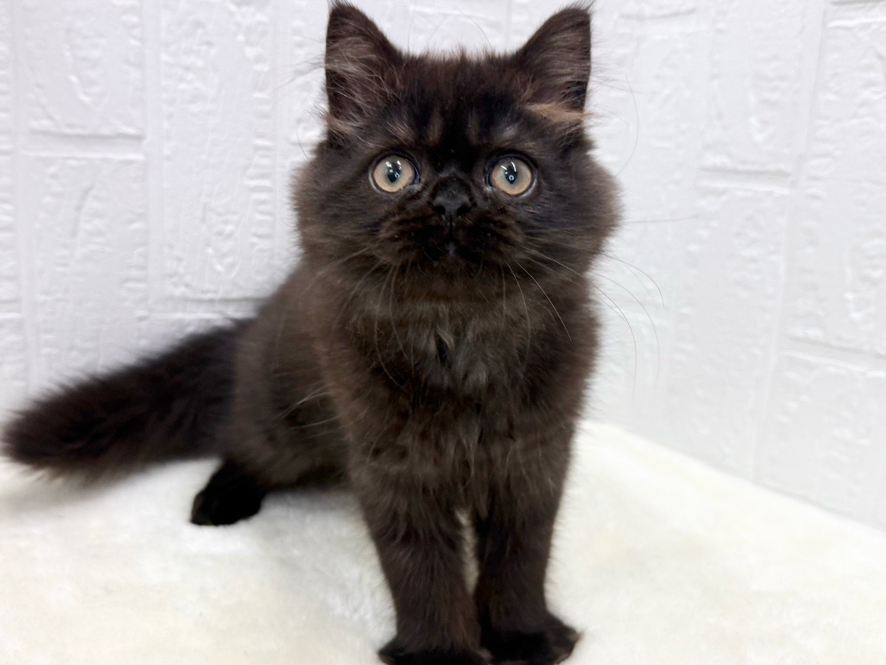 東京都のミヌエット (かねだい青梅店/2025年7月15日生まれ/男の子/ブラック)の子猫の4枚目の画像