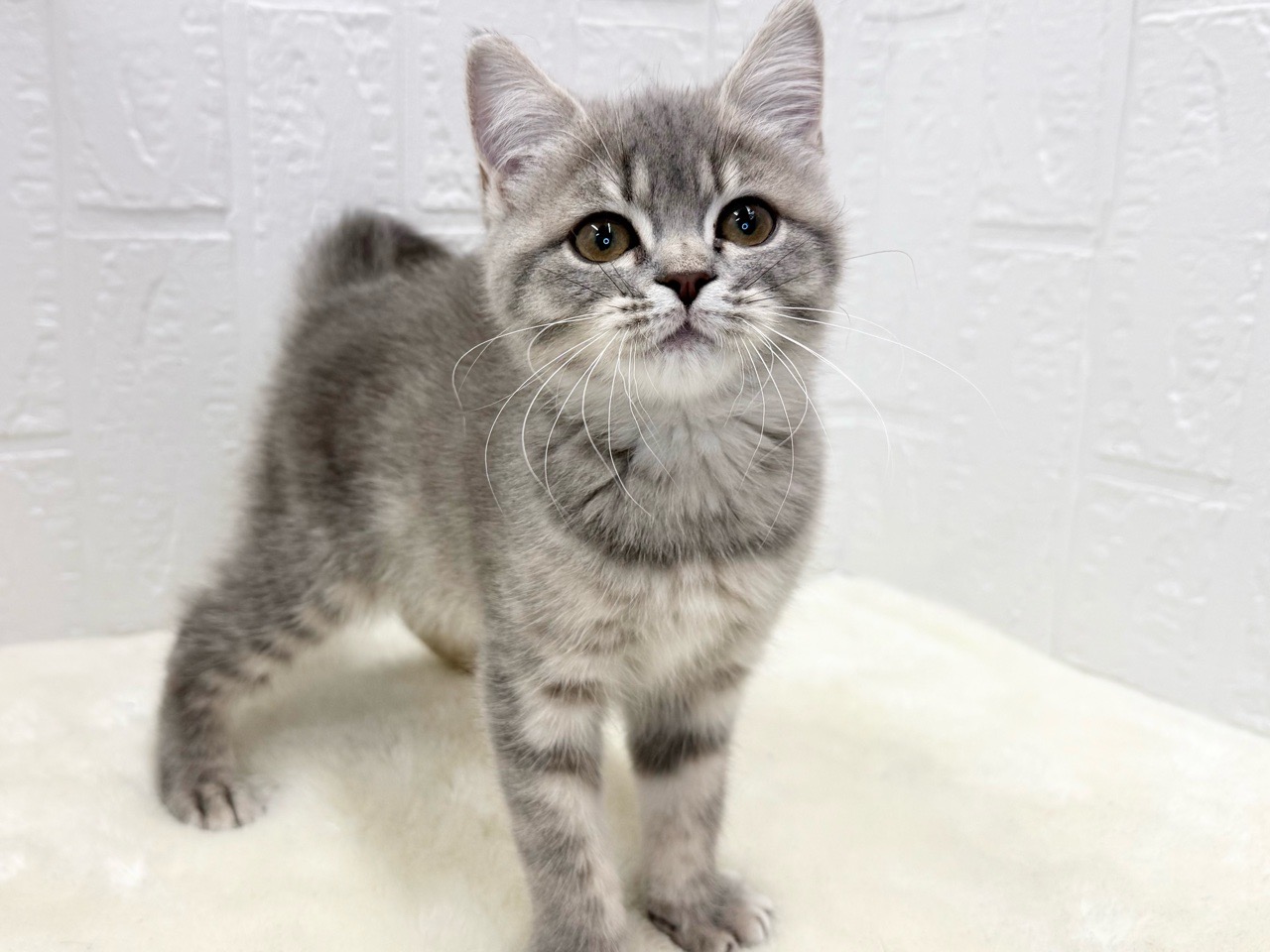 東京都のマンチカン (かねだい青梅店/2025年8月1日生まれ/女の子/ブルーパッチドタビー)の子猫の1枚目の画像