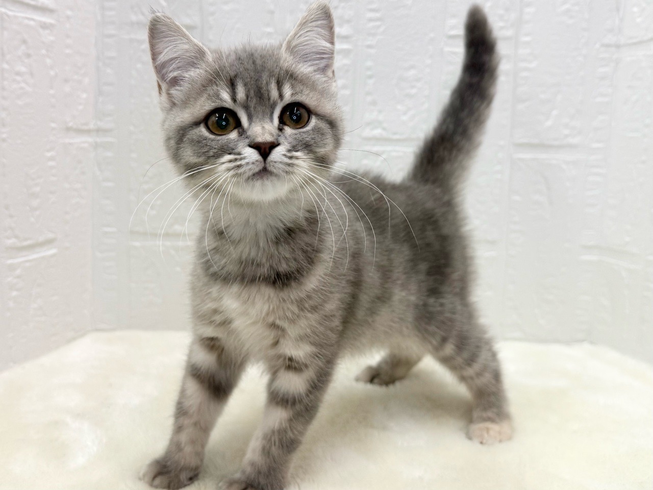 東京都のマンチカン (かねだい青梅店/2025年8月1日生まれ/女の子/ブルーパッチドタビー)の子猫の2枚目の画像