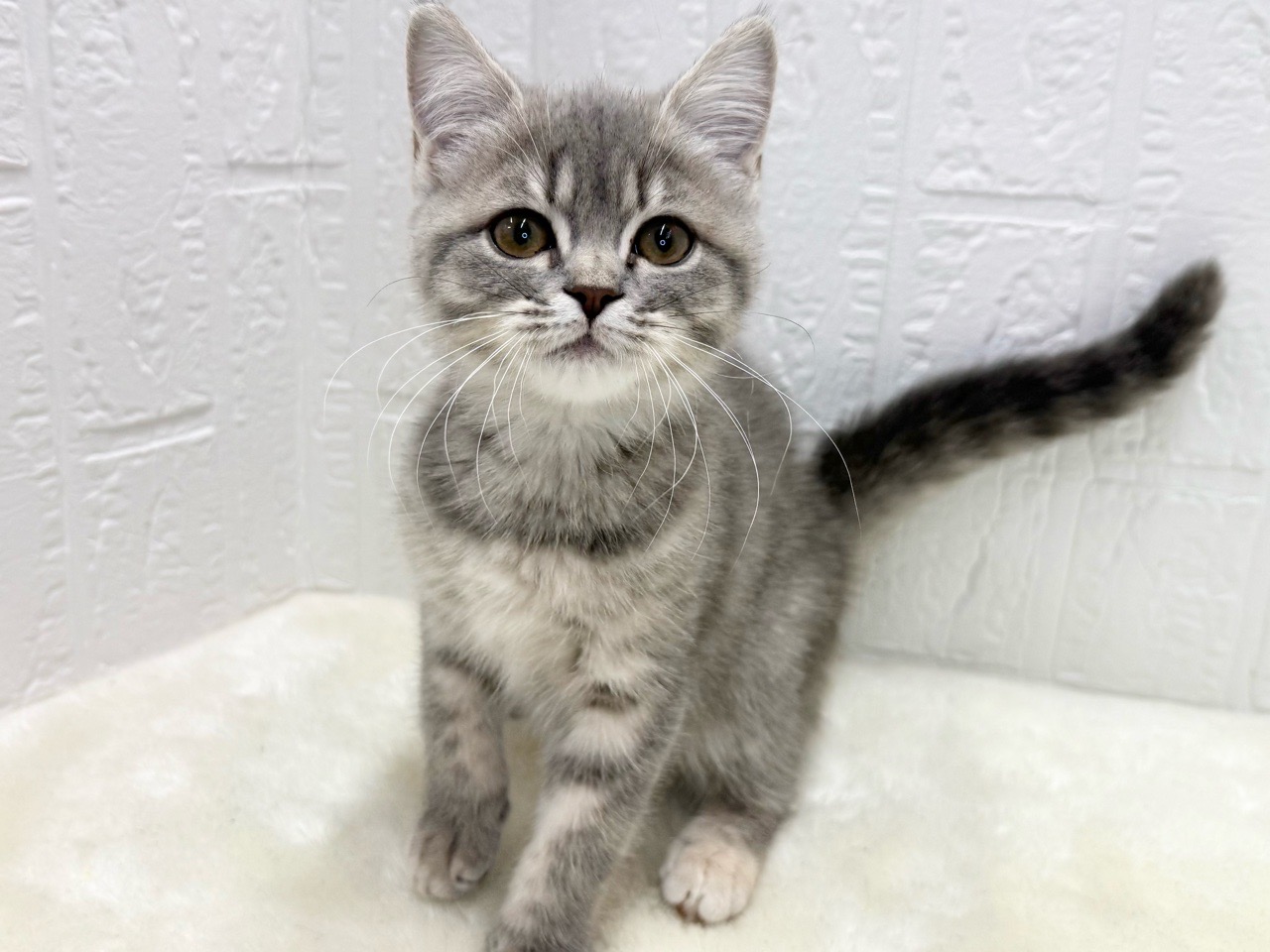 東京都のマンチカン (かねだい青梅店/2025年8月1日生まれ/女の子/ブルーパッチドタビー)の子猫の3枚目の画像