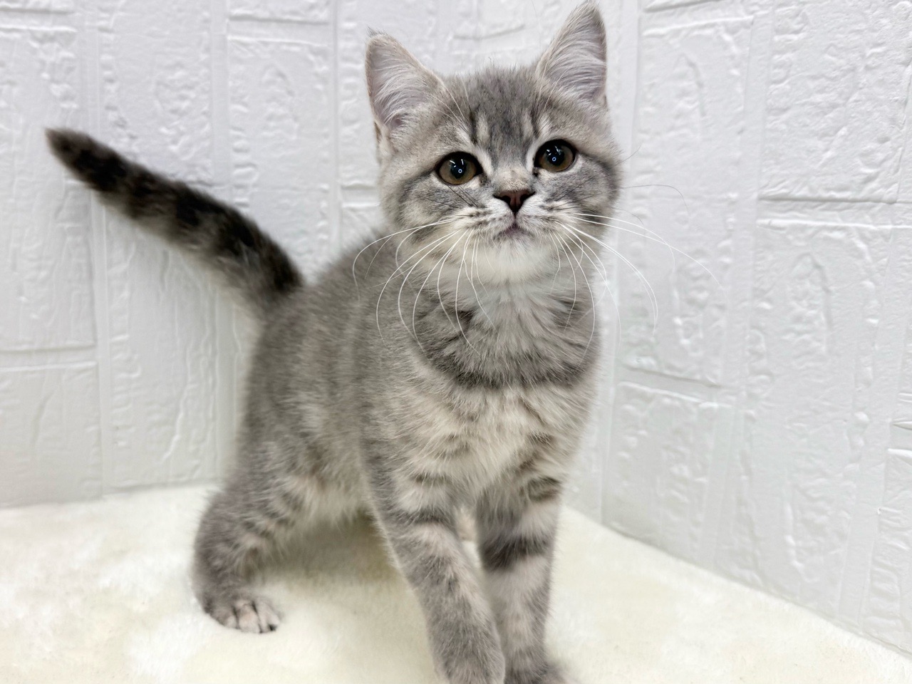 東京都のマンチカン (かねだい青梅店/2025年8月1日生まれ/女の子/ブルーパッチドタビー)の子猫の4枚目の画像