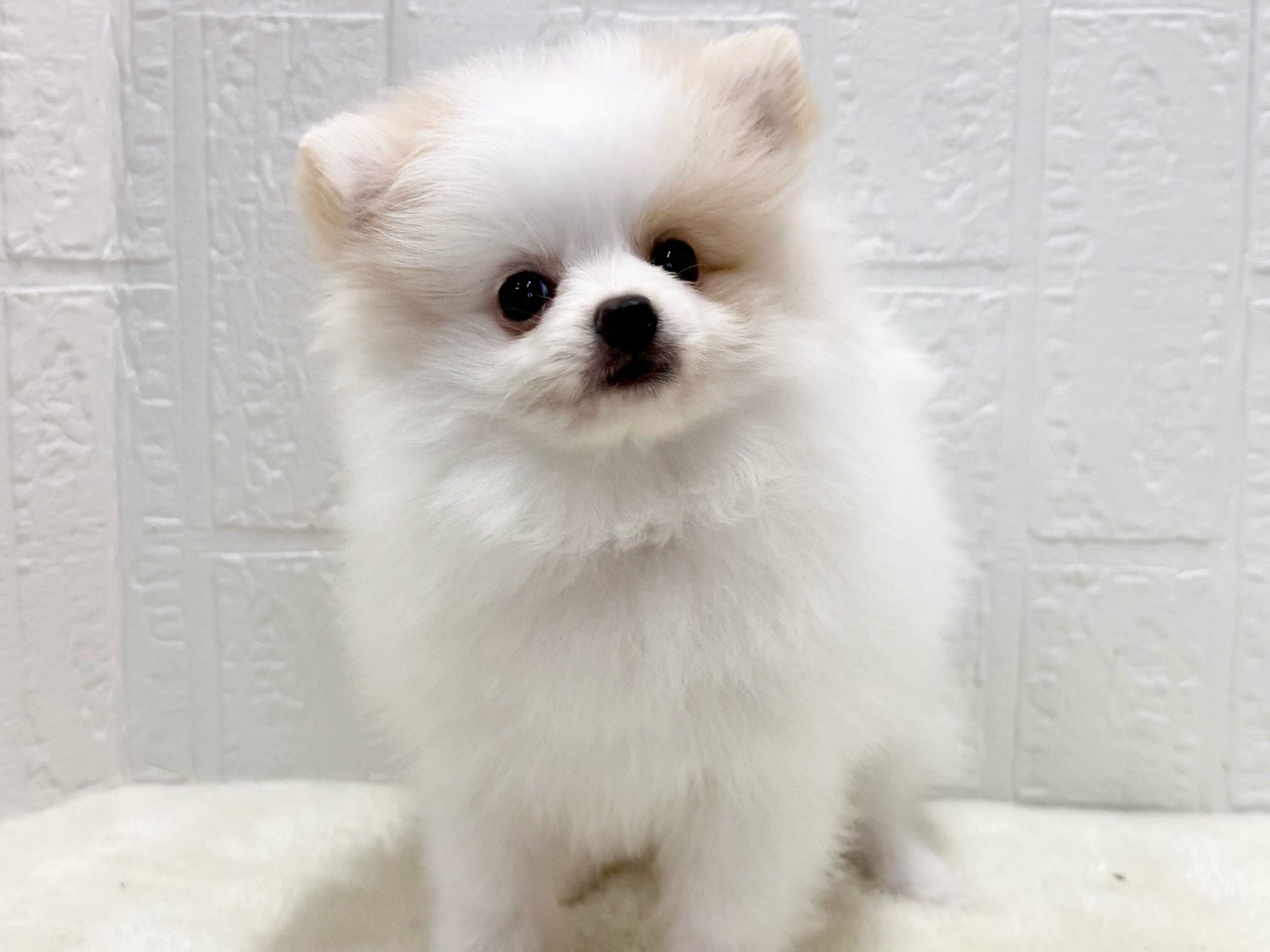 東京都のポメチワ/チワポメ/ポメチー(ポメラニアン×チワワ) (かねだい青梅店/2025年8月4日生まれ/男の子/クリームレッド)の子犬の1枚目の画像