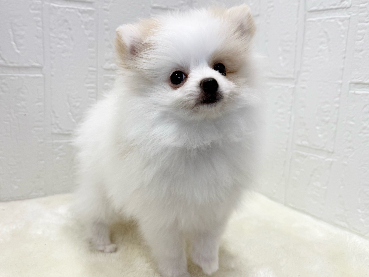 東京都のポメチワ/チワポメ/ポメチー(ポメラニアン×チワワ) (かねだい青梅店/2025年8月4日生まれ/男の子/クリームレッド)の子犬の2枚目の画像