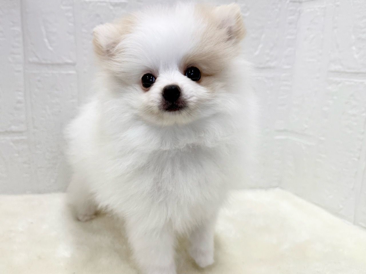 東京都のポメチワ/チワポメ/ポメチー(ポメラニアン×チワワ) (かねだい青梅店/2025年8月4日生まれ/男の子/クリームレッド)の子犬の3枚目の画像